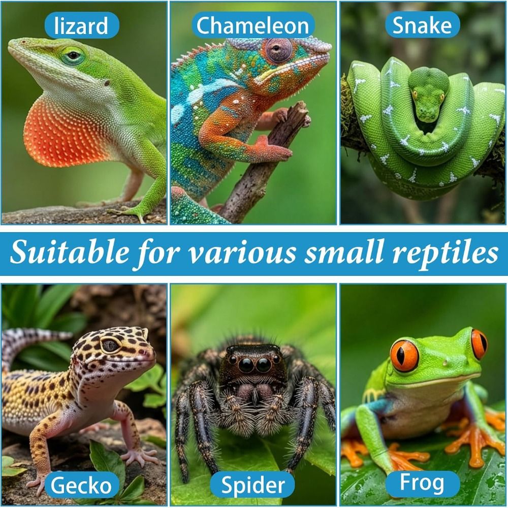 Pet Supplies Is Food - 6pcs BPA Free Silicone Reptile Food