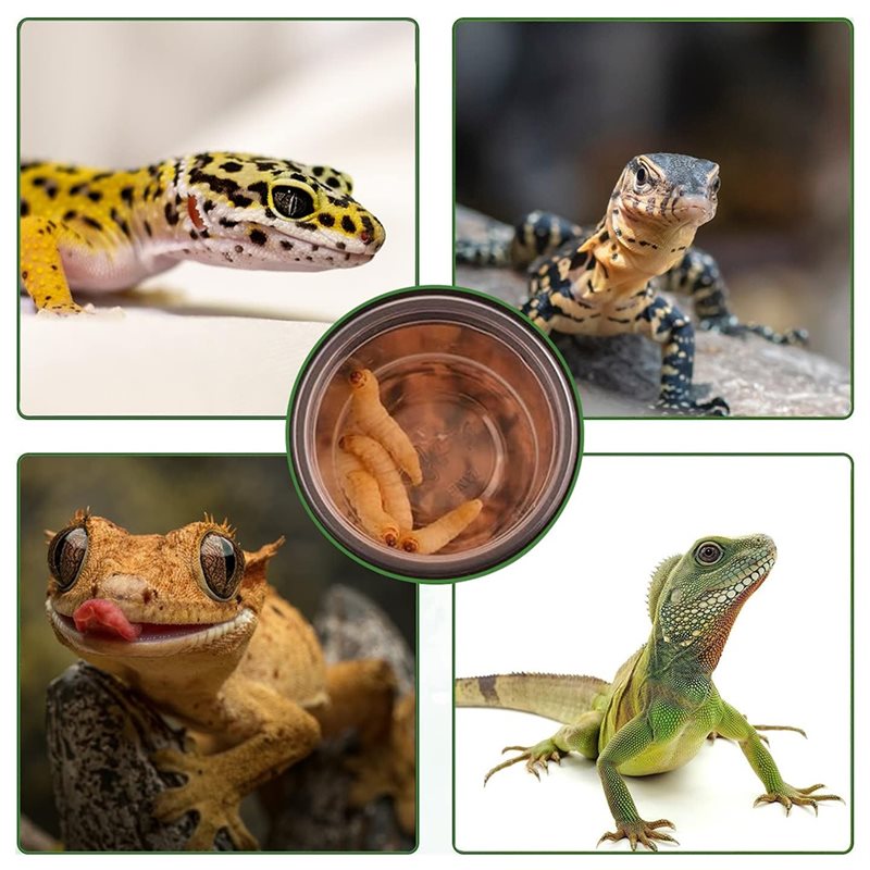 Crested Gecko Food And Water F - Pet Supplies Is Food 评论和价格